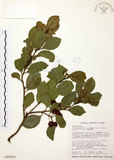 中文名:烏來冬青(S018316)學名:Ilex uraiensis Mori & Yamamoto var. formosae (Loes.) S. Y. Hu(S018316)