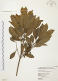 中文名:烏來冬青(S028619)學名:Ilex uraiensis Mori & Yamamoto(S028619)英文名:Urai holly