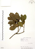 中文名:烏來冬青(S030562)學名:Ilex uraiensis Mori & Yamamoto(S030562)英文名:Urai holly