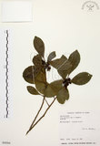 中文名:烏來冬青(S030564)學名:Ilex uraiensis Mori & Yamamoto(S030564)英文名:Urai holly