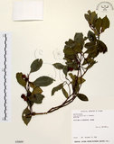 中文名:烏來冬青(S030600)學名:Ilex uraiensis Mori & Yamamoto(S030600)英文名:Urai holly