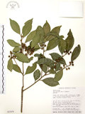 中文名:烏來冬青(S032476)學名:Ilex uraiensis Mori & Yamamoto(S032476)英文名:Urai holly