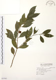 中文名:烏來冬青(S117021)學名:Ilex uraiensis Mori & Yamamoto(S117021)英文名:Urai holly