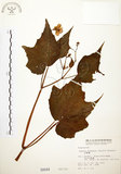 中文名:水鴨腳(S000044)學名:Begonia formosana (Hayata) Masamune(S000044)