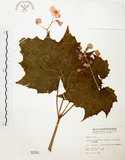 中文名:水鴨腳(S002161)學名:Begonia formosana (Hayata) Masamune(S002161)