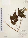 中文名:水鴨腳(S002586)學名:Begonia formosana (Hayata) Masamune(S002586)