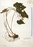 中文名:水鴨腳(S003251)學名:Begonia formosana (Hayata) Masamune(S003251)