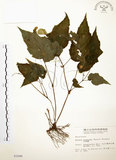 中文名:水鴨腳(S003280)學名:Begonia formosana (Hayata) Masamune(S003280)