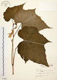 中文名:水鴨腳(S003804)學名:Begonia formosana (Hayata) Masamune(S003804)