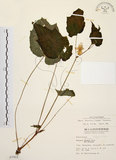 中文名:水鴨腳(S007911)學名:Begonia formosana (Hayata) Masamune(S007911)