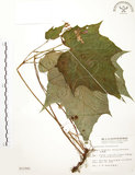 中文名:水鴨腳(S011561)學名:Begonia formosana (Hayata) Masamune(S011561)