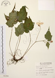 中文名:水鴨腳(S011562)學名:Begonia formosana (Hayata) Masamune(S011562)