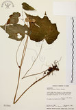 中文名:水鴨腳(S013041)學名:Begonia formosana (Hayata) Masamune(S013041)
