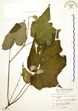 中文名:水鴨腳(S013130)學名:Begonia formosana (Hayata) Masamune(S013130)