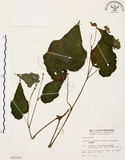 中文名:水鴨腳(S013131)學名:Begonia formosana (Hayata) Masamune(S013131)
