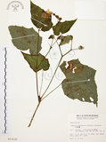 中文名:水鴨腳(S013132)學名:Begonia formosana (Hayata) Masamune(S013132)