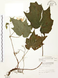 中文名:水鴨腳(S014113)學名:Begonia formosana (Hayata) Masamune(S014113)