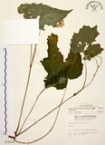 中文名:水鴨腳(S014114)學名:Begonia formosana (Hayata) Masamune(S014114)