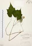 中文名:水鴨腳(S014115)學名:Begonia formosana (Hayata) Masamune(S014115)