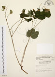 中文名:水鴨腳(S014116)學名:Begonia formosana (Hayata) Masamune(S014116)