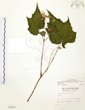 中文名:水鴨腳(S014117)學名:Begonia formosana (Hayata) Masamune(S014117)