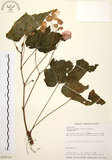 中文名:水鴨腳(S015514)學名:Begonia formosana (Hayata) Masamune(S015514)
