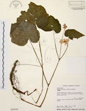 中文名:水鴨腳(S016160)學名:Begonia formosana (Hayata) Masamune(S016160)