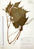 中文名:水鴨腳(S016455)學名:Begonia formosana (Hayata) Masamune(S016455)