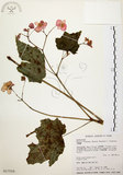 中文名:水鴨腳(S017558)學名:Begonia formosana (Hayata) Masamune(S017558)