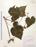 中文名:水鴨腳(S017593)學名:Begonia formosana (Hayata) Masamune(S017593)