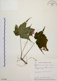 中文名:水鴨腳(S017964)學名:Begonia formosana (Hayata) Masamune(S017964)