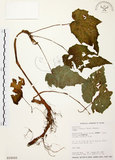 中文名:水鴨腳(S018060)學名:Begonia formosana (Hayata) Masamune(S018060)