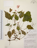 中文名:水鴨腳(S021877)學名:Begonia formosana (Hayata) Masamune(S021877)