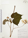 中文名:水鴨腳(S026102)學名:Begonia formosana (Hayata) Masamune(S026102)