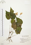 中文名:水鴨腳(S030869)學名:Begonia formosana (Hayata) Masamune(S030869)