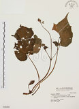 中文名:水鴨腳(S036945)學名:Begonia formosana (Hayata) Masamune(S036945)