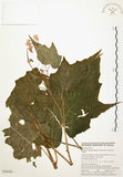 中文名:水鴨腳(S050580)學名:Begonia formosana (Hayata) Masamune(S050580)