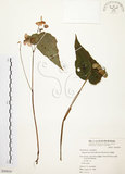 中文名:水鴨腳(S050834)學名:Begonia formosana (Hayata) Masamune(S050834)