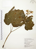 中文名:水鴨腳(S054883)學名:Begonia formosana (Hayata) Masamune(S054883)