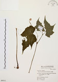 中文名:水鴨腳(S064312)學名:Begonia formosana (Hayata) Masamune(S064312)