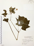 中文名:水鴨腳(S064375)學名:Begonia formosana (Hayata) Masamune(S064375)