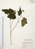 中文名:水鴨腳(S069997)學名:Begonia formosana (Hayata) Masamune(S069997)