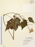 中文名:水鴨腳(S071813)學名:Begonia formosana (Hayata) Masamune(S071813)