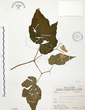 中文名:水鴨腳(S075440)學名:Begonia formosana (Hayata) Masamune(S075440)