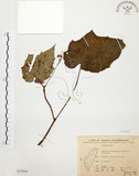 中文名:水鴨腳(S075896)學名:Begonia formosana (Hayata) Masamune(S075896)