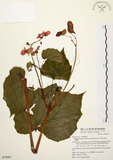 中文名:水鴨腳(S076907)學名:Begonia formosana (Hayata) Masamune(S076907)