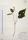 中文名:水鴨腳(S079997)學名:Begonia formosana (Hayata) Masamune(S079997)