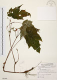 中文名:水鴨腳(S081806)學名:Begonia formosana (Hayata) Masamune(S081806)