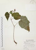 中文名:水鴨腳(S087970)學名:Begonia formosana (Hayata) Masamune(S087970)