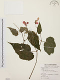 中文名:水鴨腳(S088350)學名:Begonia formosana (Hayata) Masamune(S088350)